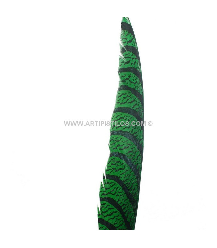 PHEASANT FEATHER LADY AMHERST 50-62,5 CMS.