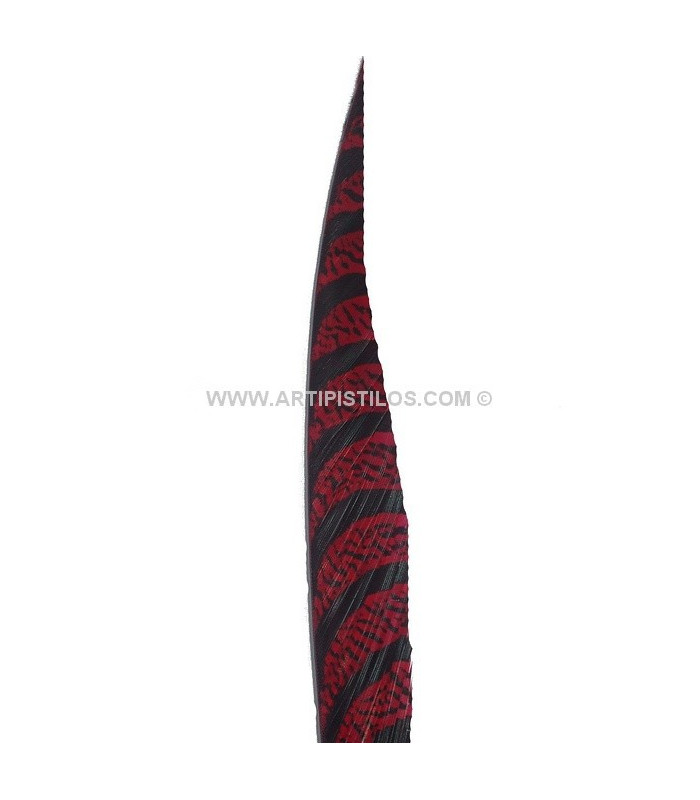 PLUMA DE FAISÃO LADY AMHERST 75-87,5 CMS.