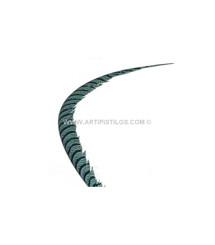 PLUMA DE FAISÁN LADY AMHERST 80-90 CMS.