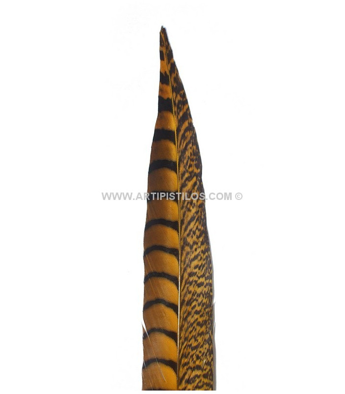 PLUMA FAISAN LADY AMHERST 40-45 CMS.