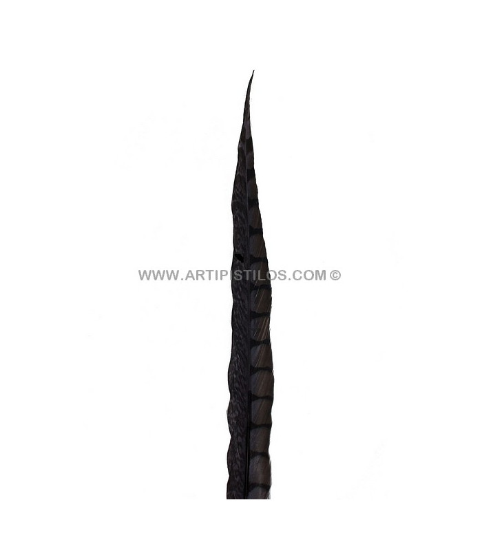 PHEASANT FEATHER LADY AMHERST 40-45 CMS.