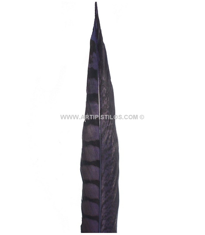 PHEASANT FEATHER LADY AMHERST 40-45 CMS.