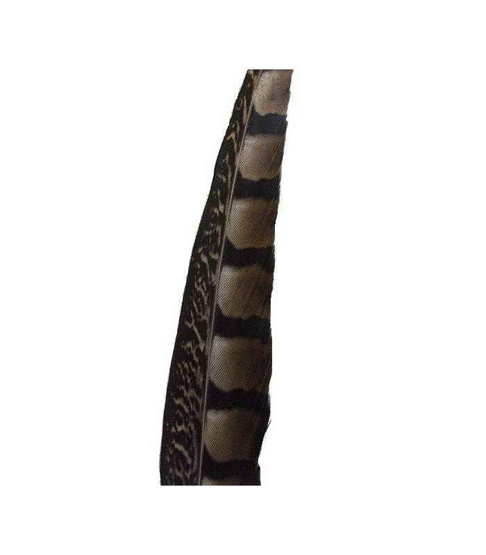PHEASANT FEATHER LADY AMHERST 40-45 CMS.