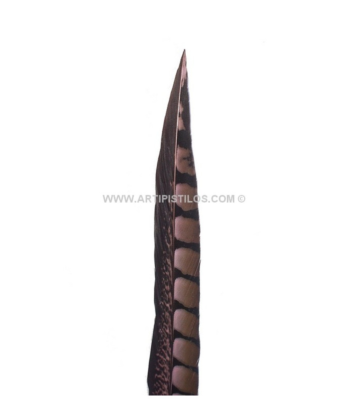 PHEASANT FEATHER LADY AMHERST 40-45 CMS.