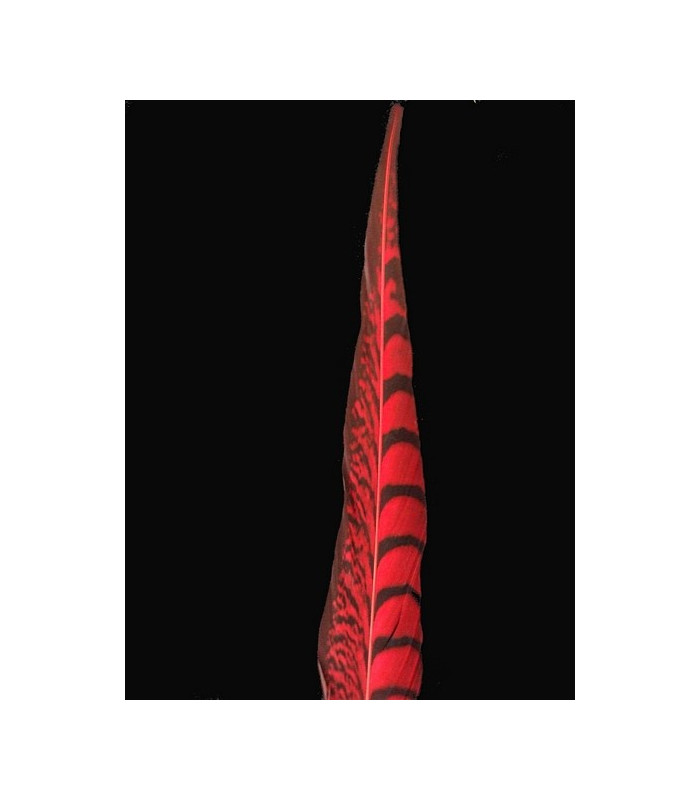 PHEASANT FEATHER LADY AMHERST 40-45 CMS.