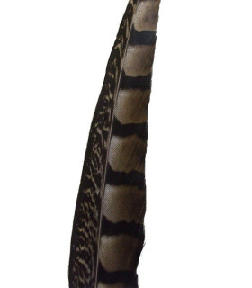 PHEASANT FEATHER LADY AMHERST 90 - 95 CMS.