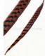 REEVES PHEASANT FEATHER 55 - 60 CMS.