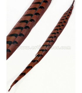REEVES PHEASANT FEATHER 55 - 60 CMS.
