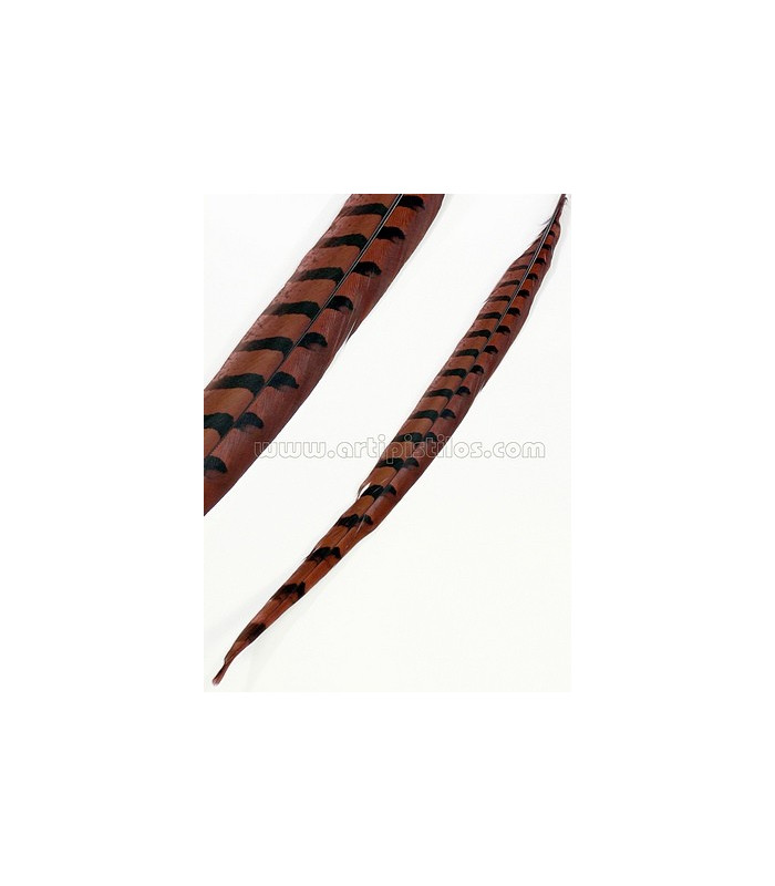 REEVES PHEASANT FEATHER 55 - 60 CMS.
