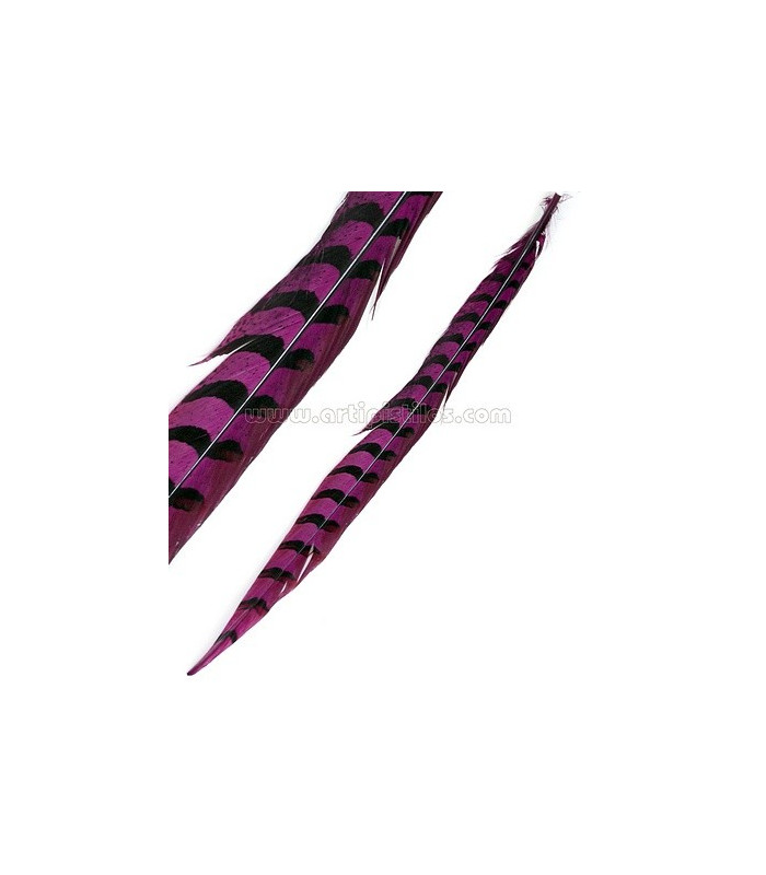 REEVES PHEASANT FEATHER 55 - 60 CMS.