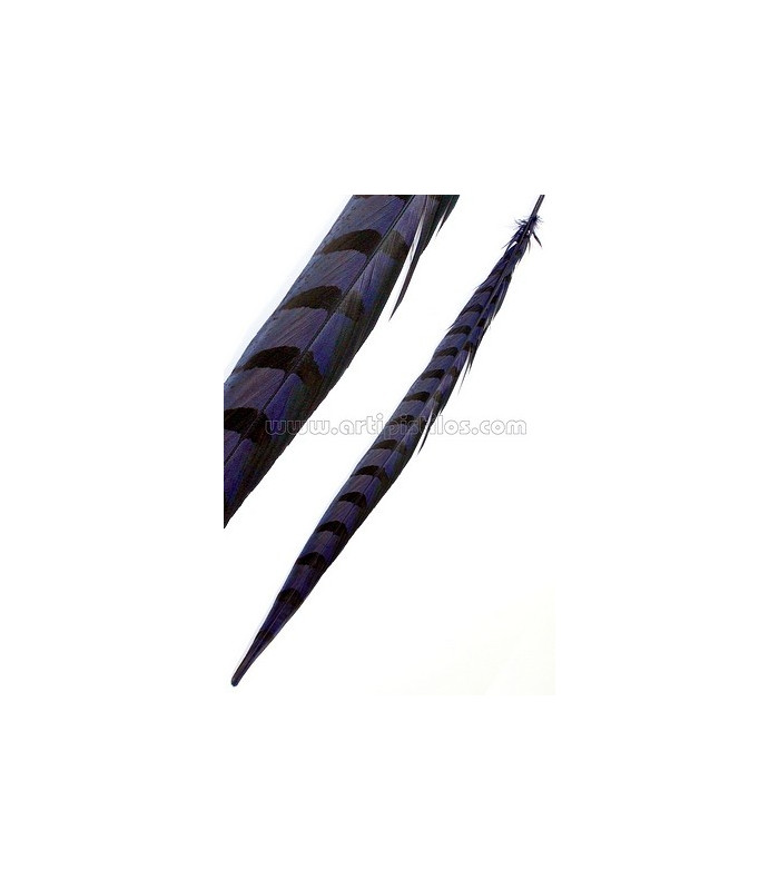 PLUMA DE FAISÁN REEVES 55 - 60 CMS.