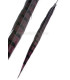 REEVES PHEASANT FEATHER 55 - 60 CMS.