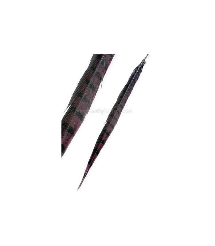 REEVES PHEASANT FEATHER 55 - 60 CMS.