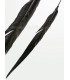 REEVES PHEASANT FEATHER 55 - 60 CMS.