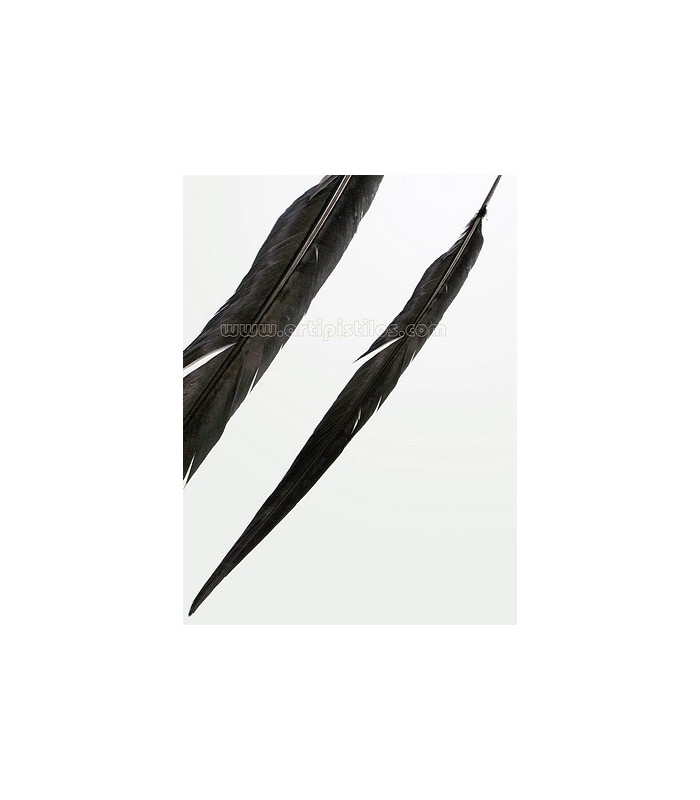 REEVES PHEASANT FEATHER 55 - 60 CMS.