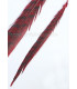 REEVES PHEASANT FEATHER 55 - 60 CMS.