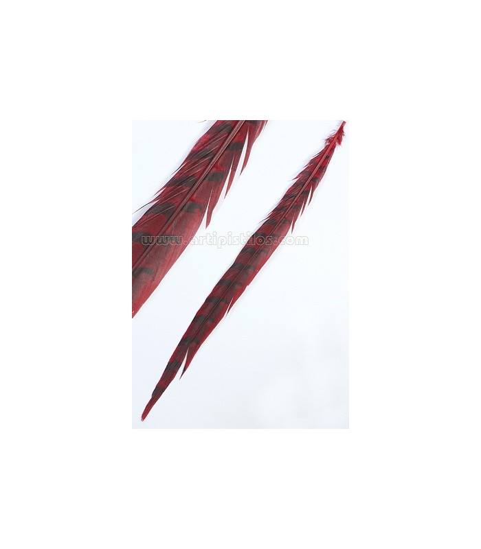 REEVES PHEASANT FEATHER 55 - 60 CMS.