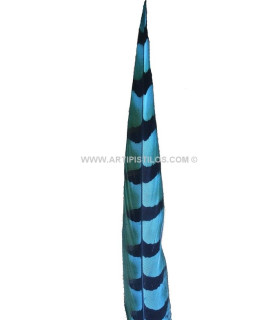 PLUMA DE FAISÁN REEVES 55 - 60 CMS.
