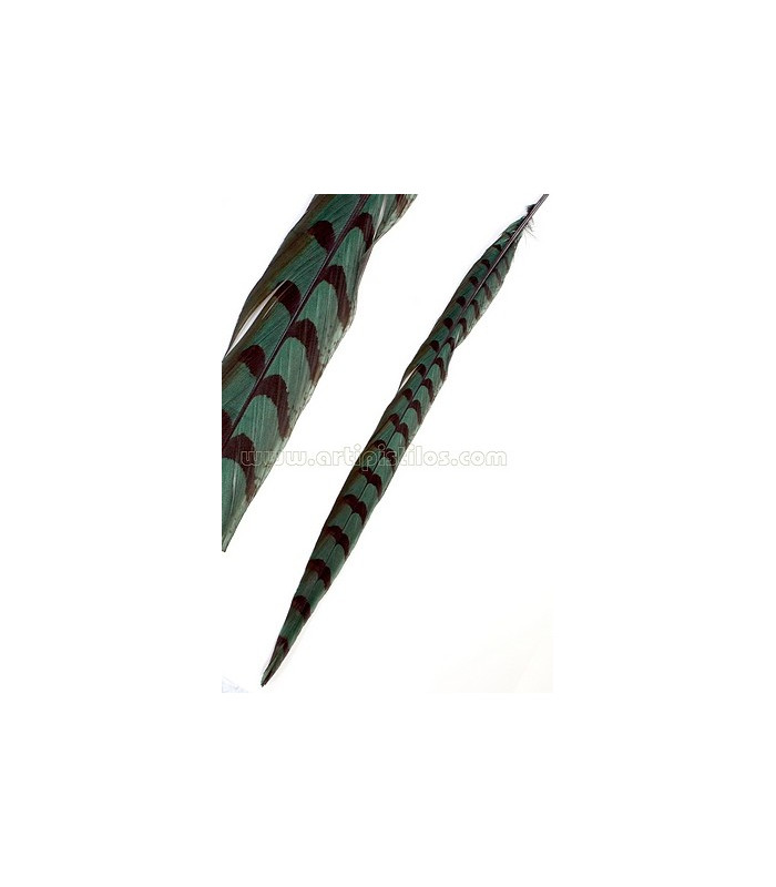 PLUMA DE FAISÁN REEVES 55 - 60 CMS.