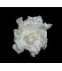 PRESERVED GARDENIA 6 CMS. DIAMETER