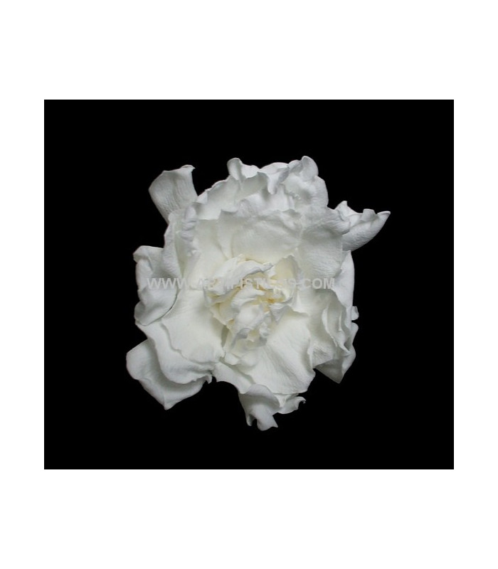 PRESERVED GARDENIA 6 CMS. DIAMETER
