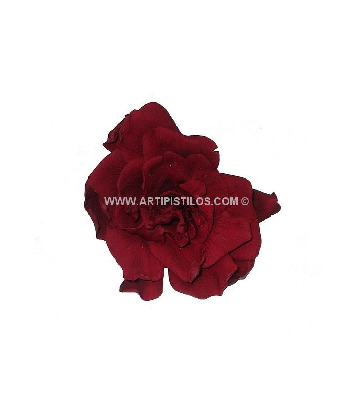 PRESERVED GARDENIA 6 CMS. DIAMETER