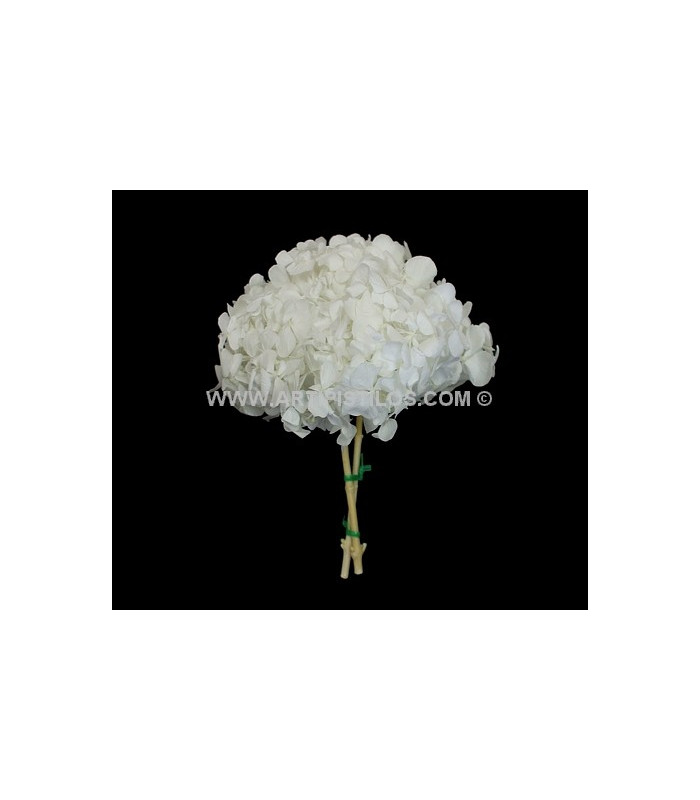 HORTENSIA PRESERVED FLOWER. BOUQUET