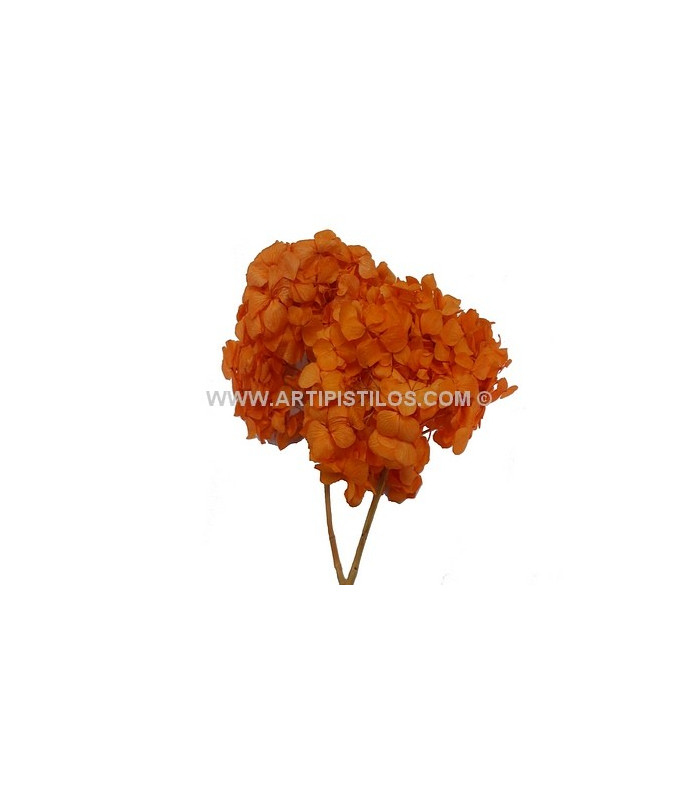 HORTENSIA PRESERVED FLOWER. BOUQUET