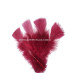 TURKEY FLAT FEATHERS PACKET