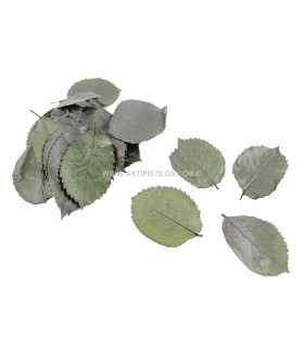 PRESERVED LEAVES ROSE STEMS X 300 PCS.
