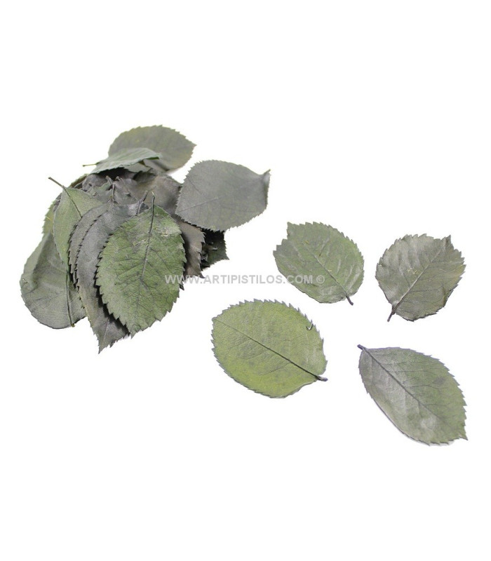 FOLHAS DE ROSA PRESERVADAS X 300 UDS.