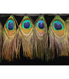 PEACOCK FEATHERS 10 CMS.