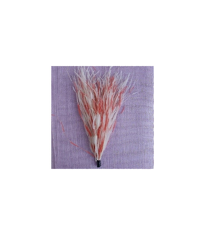 OSTRICH POM