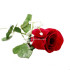 VELVET ROSE WITH PANICULATA