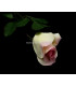 FABRIC ROSE