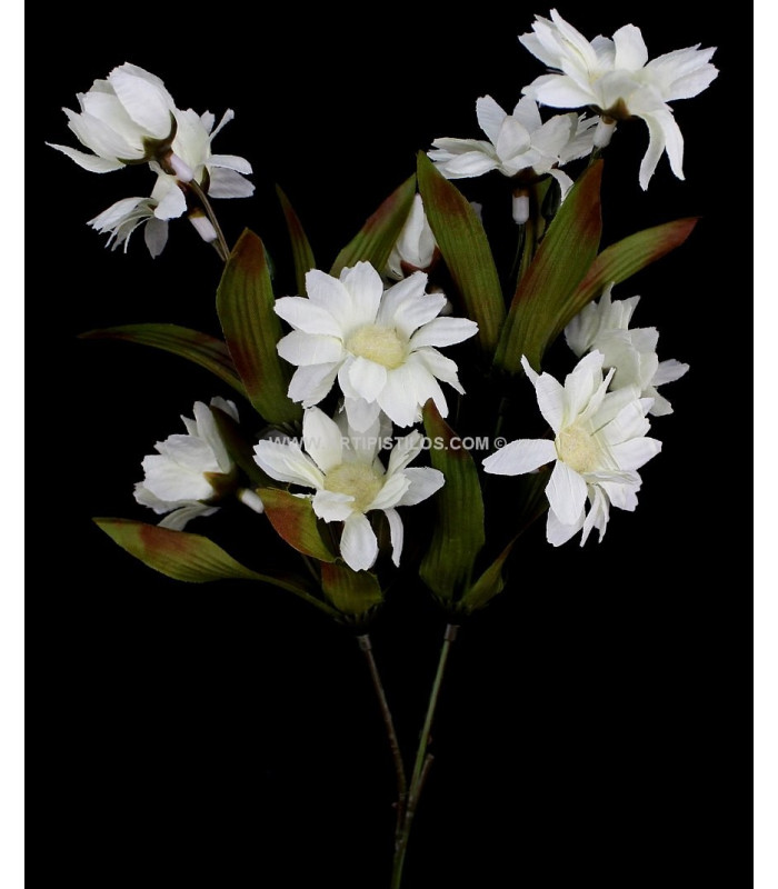 Margaritas Rod With 10 Flowers Artipistilos Com