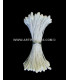 STAMEN DOUBLE LARGE