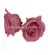 PRESERVED ROSE 4 CMS.