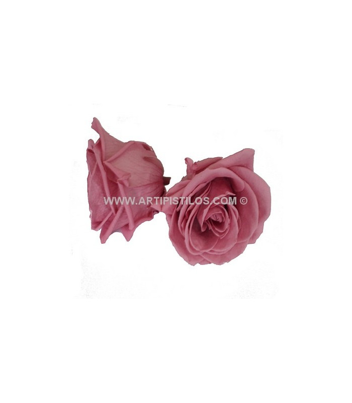 PRESERVED ROSE 4 CMS.