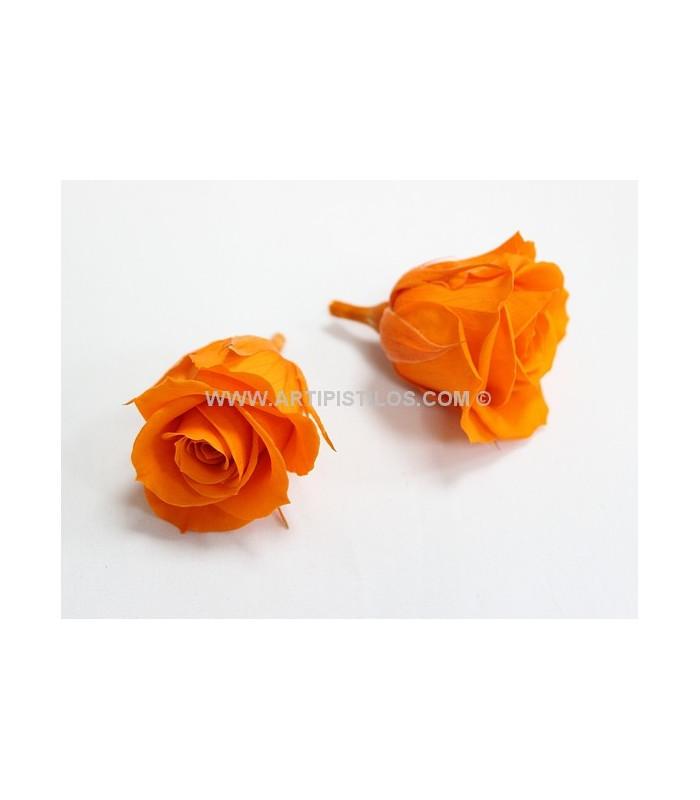 PRESERVED ROSE 4 CMS.
