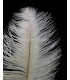OSTRICH FEATHER FIRST QUALITY 50-55 CMS.