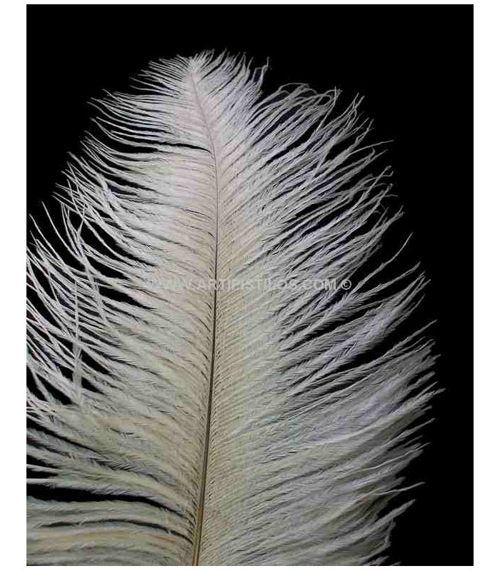 OSTRICH FEATHER FIRST QUALITY 50-55 CMS.