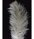 OSTRICH FEATHER FIRST QUALITY 50-55 CMS.
