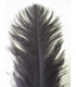 OSTRICH FEATHER FIRST QUALITY 50-55 CMS.