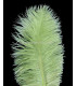 OSTRICH FEATHER FIRST QUALITY 50-55 CMS.