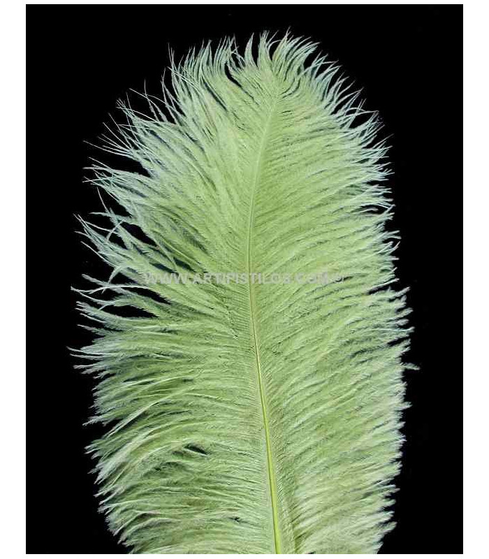 OSTRICH FEATHER FIRST QUALITY 50-55 CMS.