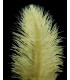 OSTRICH FEATHER FIRST QUALITY 50-55 CMS.