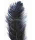 OSTRICH FEATHER FIRST QUALITY 50-55 CMS.
