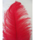 OSTRICH FEATHER FIRST QUALITY 50-55 CMS.