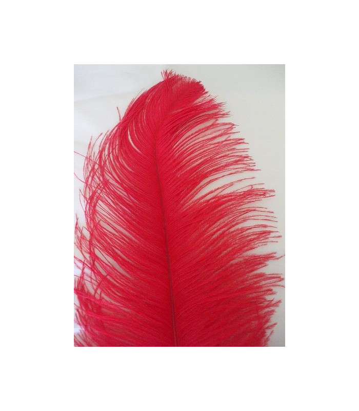 OSTRICH FEATHER FIRST QUALITY 50-55 CMS.